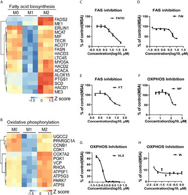 Arachidonic Acid Metabolism Controls Macrophage Alternative Activation Through Regulating Oxidative Phosphorylation in PPARγ Dependent Manner